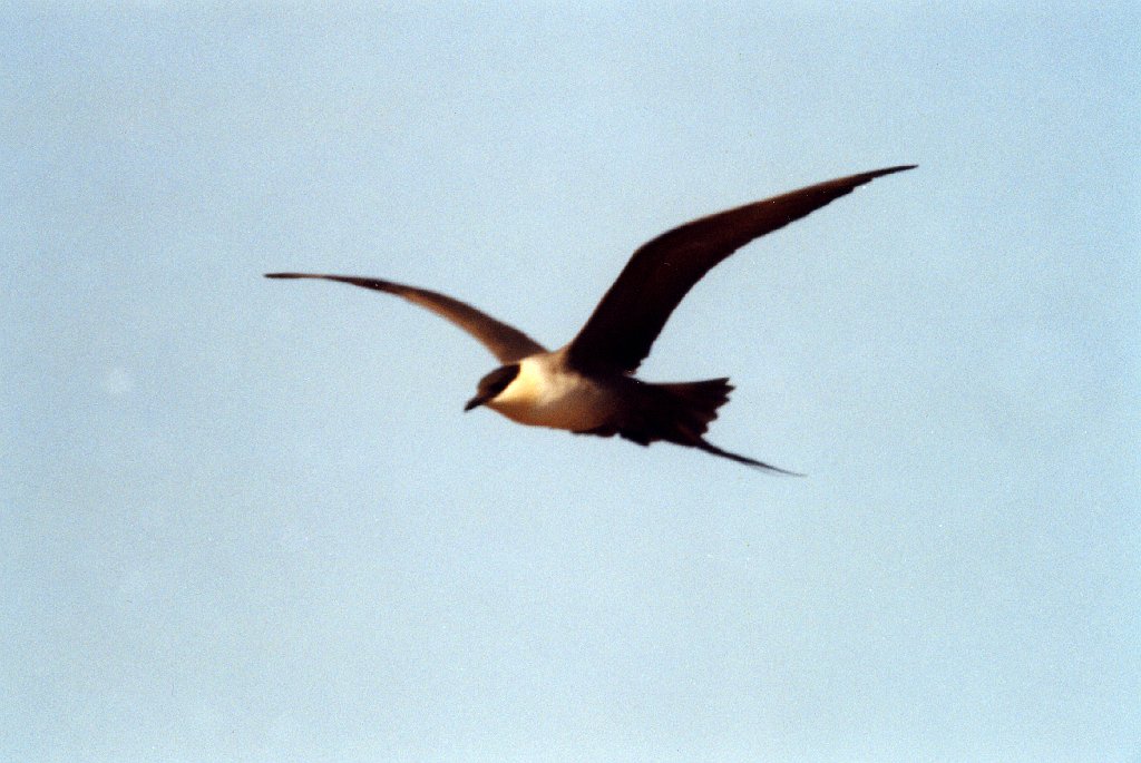 Jaeger, Long-tailed, Nome, AK, 1999-06, B07P20I01.jpg - Long-tailed Jaeger